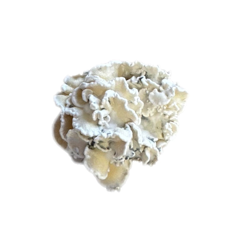 SporesMD Enigma Isolated Mushroom Liquid Culture (10ml)