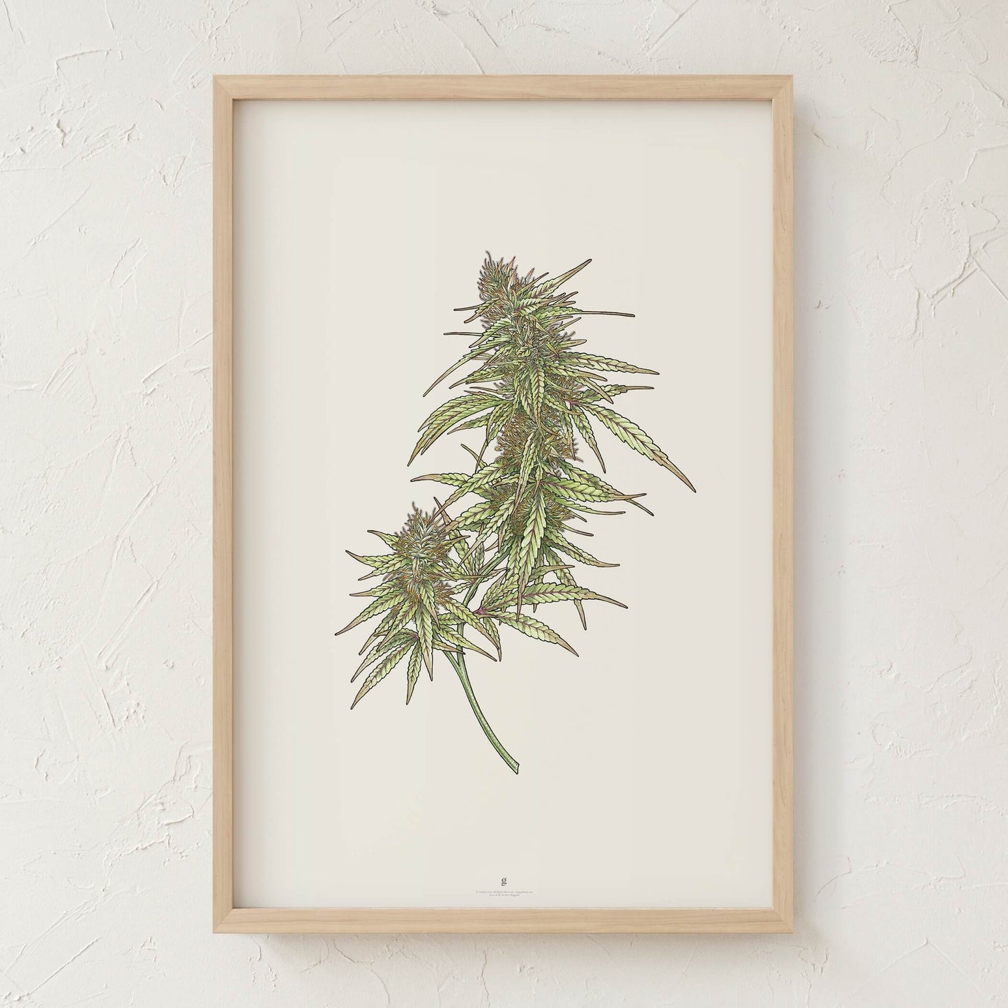 GoldLeaf Cannabis Botanical Illustration Art Print Best Sales Price - Art Prints