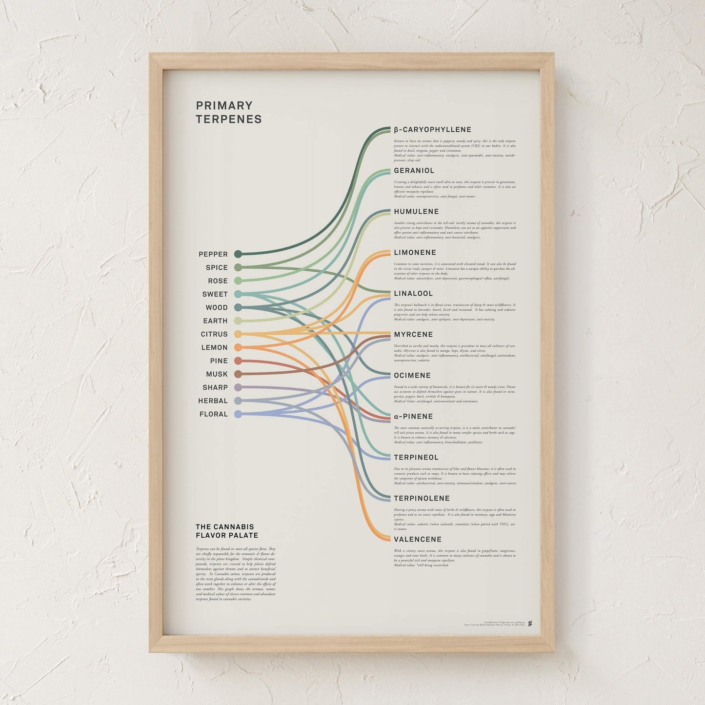 GoldLeaf Impresión Infográfica de Terpenos Best Sales Price - Art Prints