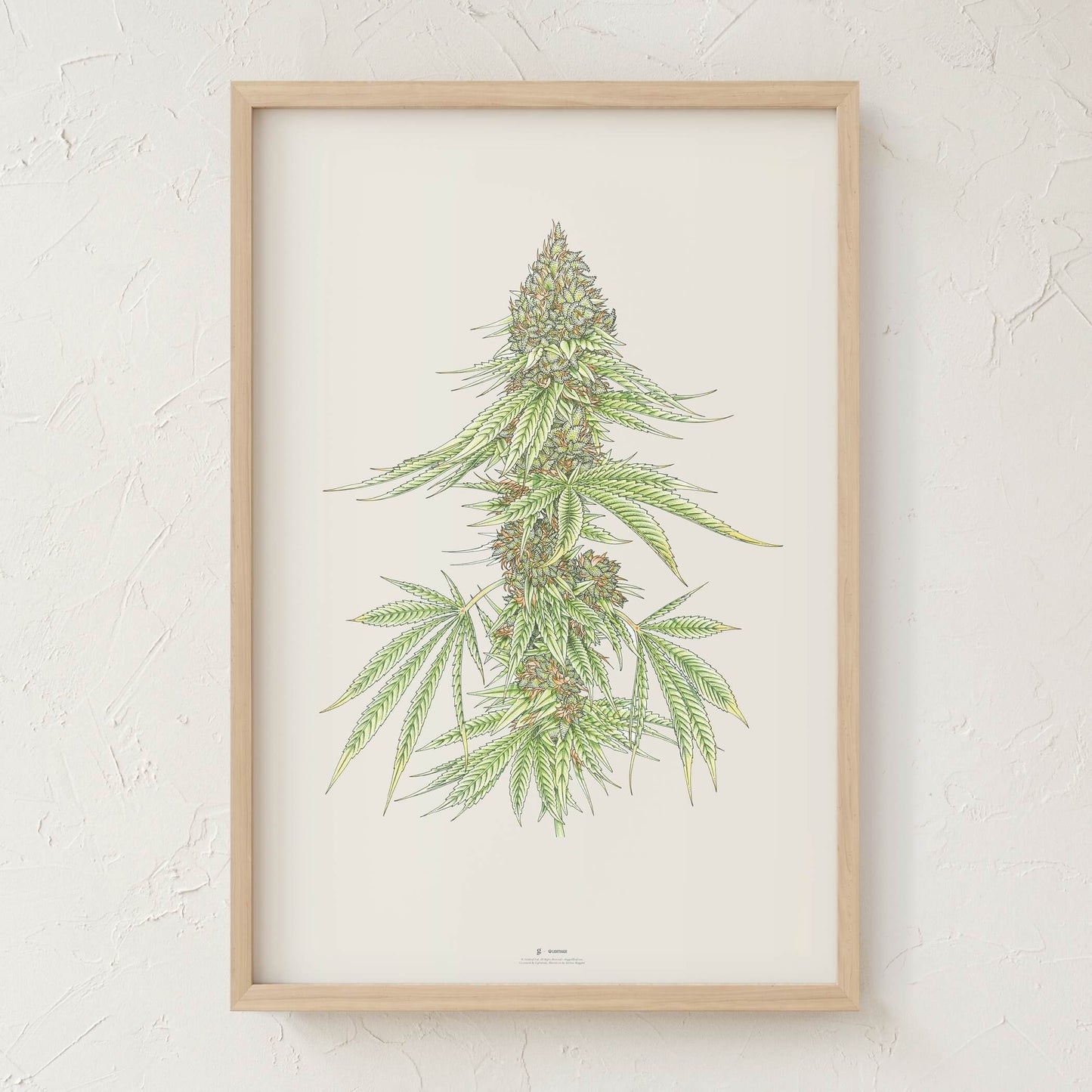 GoldLeaf White99 #1 Botanical Illustration Print Best Sales Price - Art Prints