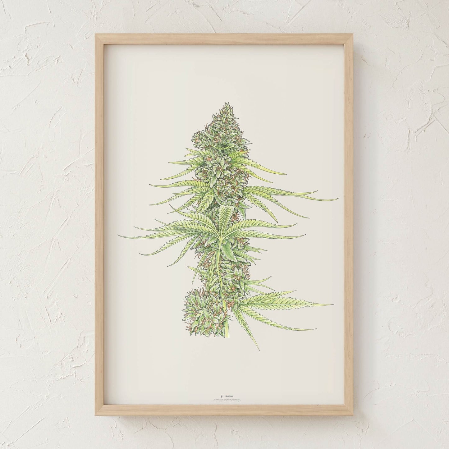 GoldLeaf White99 #2 Botanical Illustration Print Best Sales Price - Art Prints