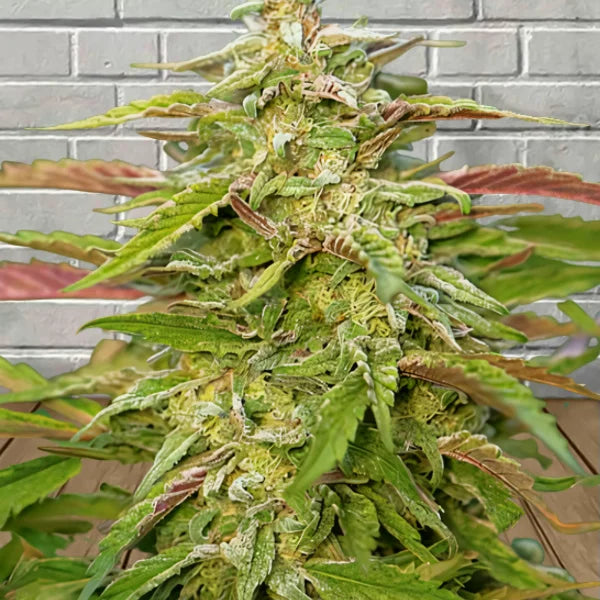 Samurai Squirrel Seeds Autoflowering Cannabis Seeds 5ct
