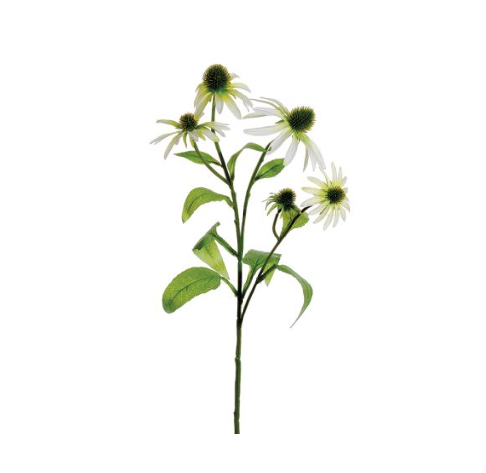 Miller’s Herbal Organic Echinacea Root for Colds & Flu Best Sales Price - CBD