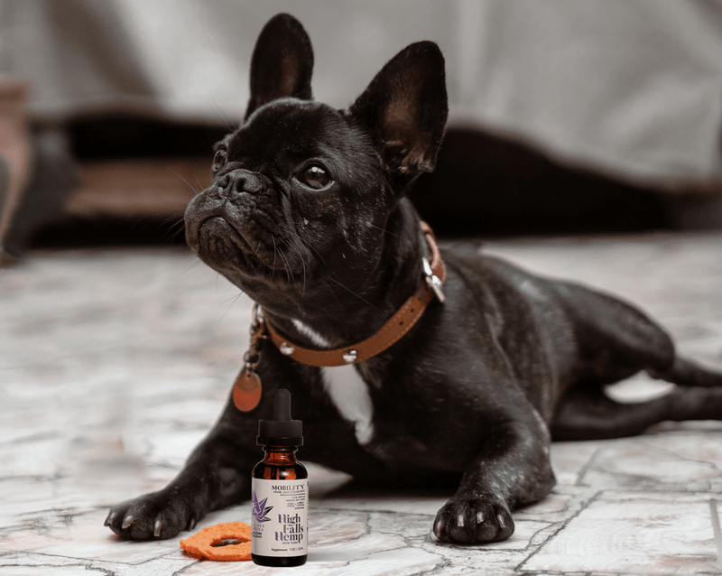 300mg Small Pet Mobility Tincture Best Sales Price - Tincture Oil