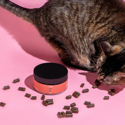 Penguin CBD Cat Treats Best Sales Price - Pet CBD