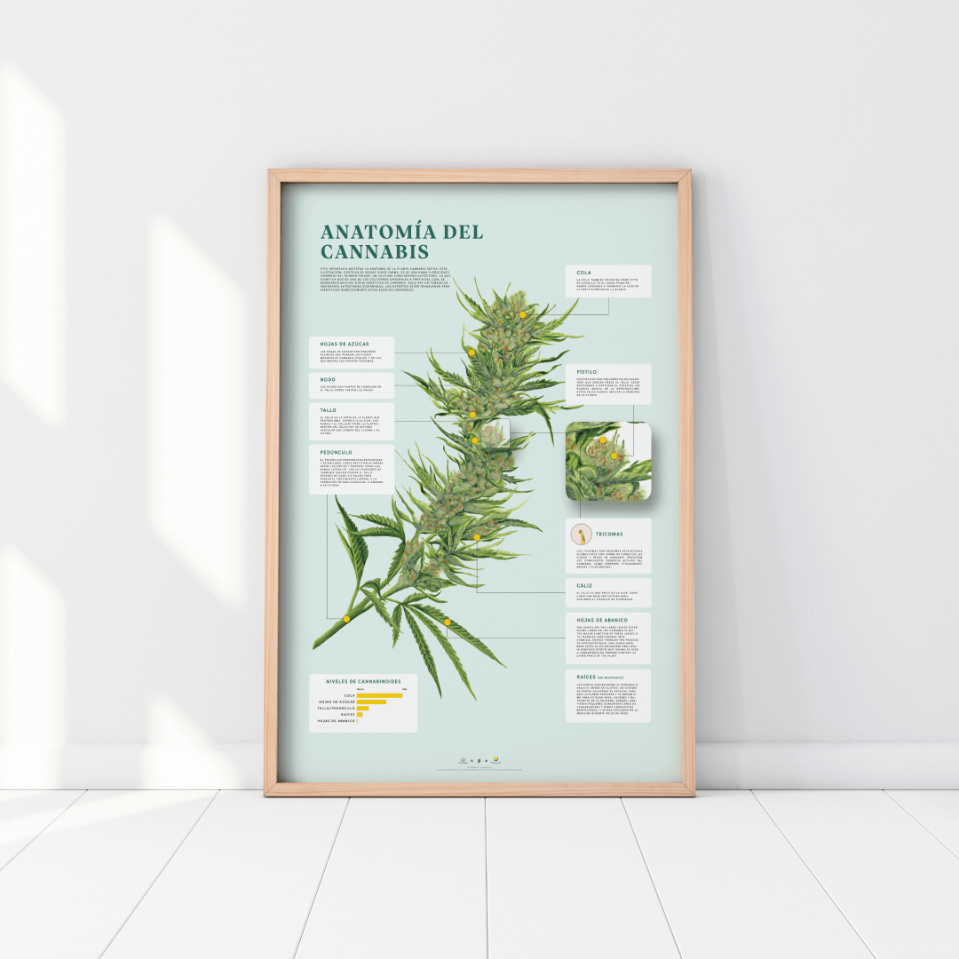 GoldLeaf Impresión de la Anatomía de Cannabis Best Sales Price - Art Prints