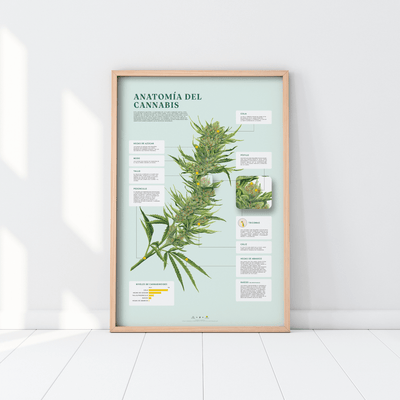 GoldLeaf Impresión de la Anatomía de Cannabis Best Sales Price - Art Prints