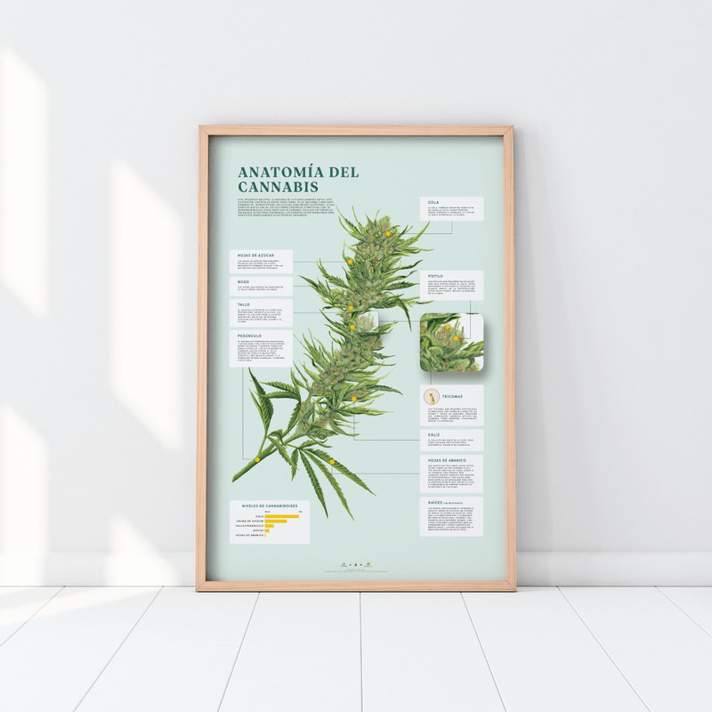 GoldLeaf Impresión de la Anatomía de Cannabis Best Sales Price - Art Prints