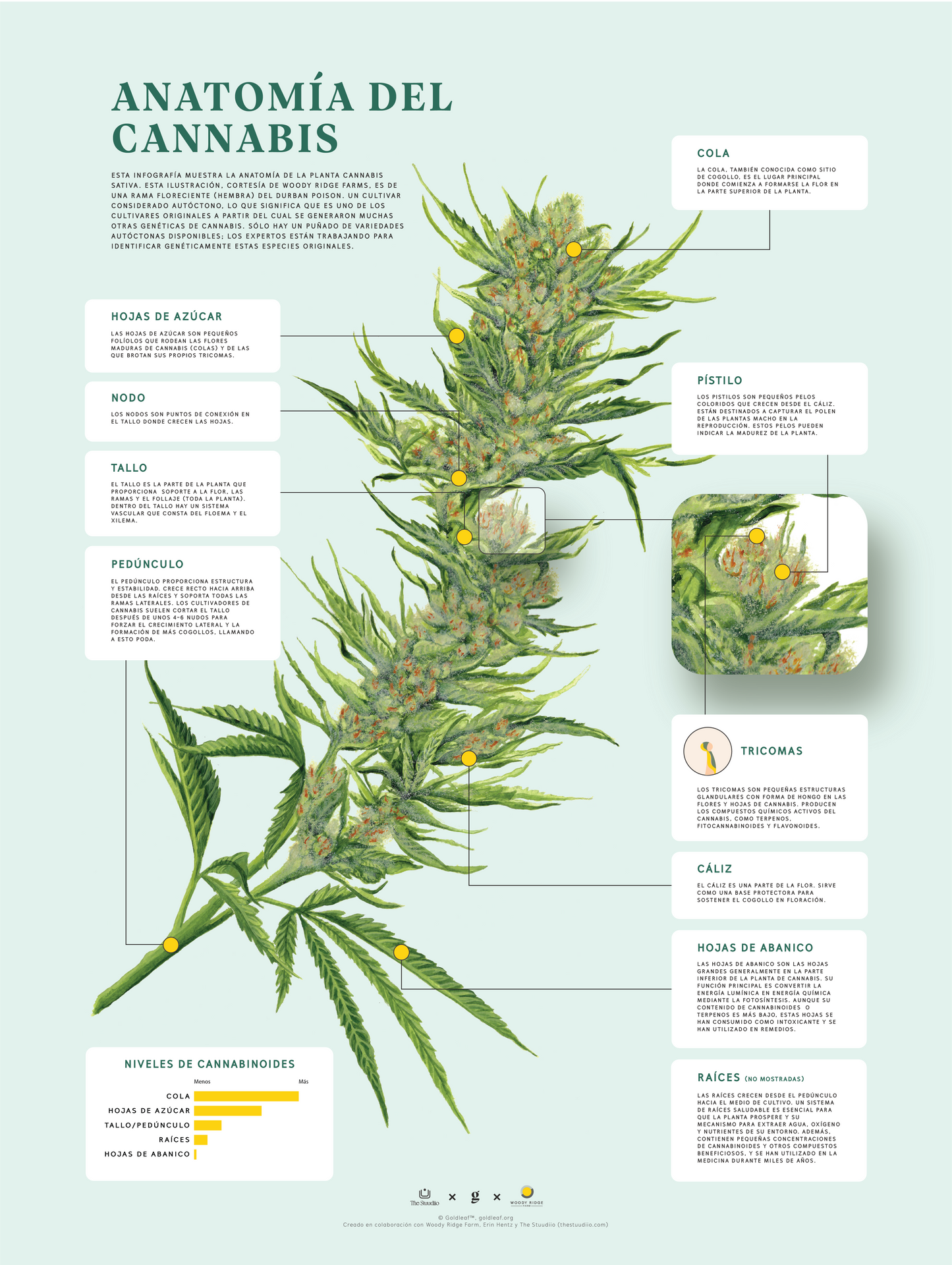 GoldLeaf Impresión de la Anatomía de Cannabis Best Sales Price - Art Prints