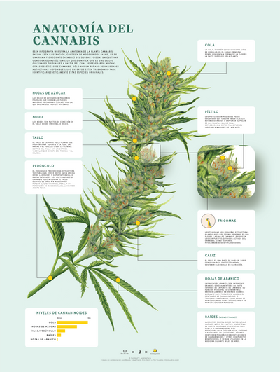 GoldLeaf Impresión de la Anatomía de Cannabis Best Sales Price - Art Prints
