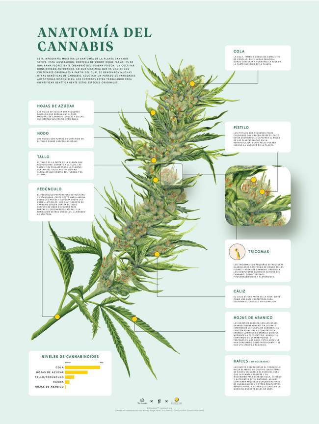 GoldLeaf Impresión de la Anatomía de Cannabis Best Sales Price - Art Prints