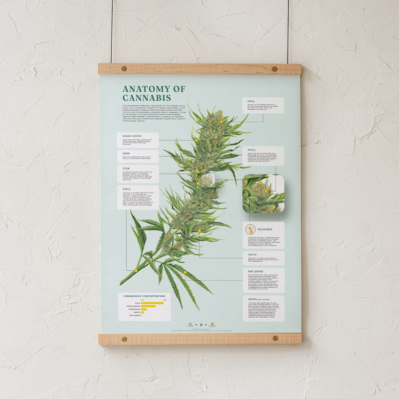 GoldLeaf Impresión de la Anatomía de Cannabis Best Sales Price - Art Prints