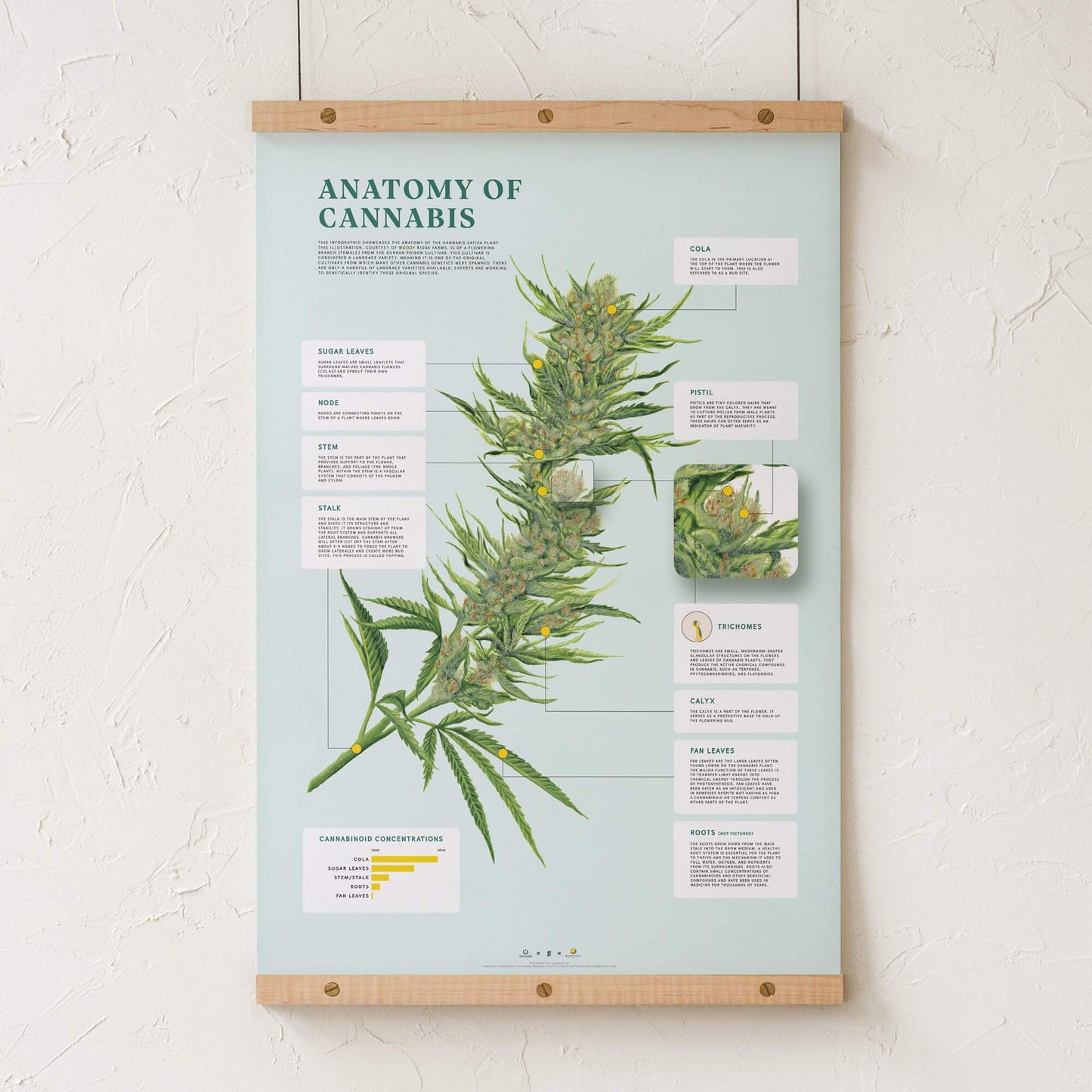 GoldLeaf Impresión de la Anatomía de Cannabis Best Sales Price - Art Prints
