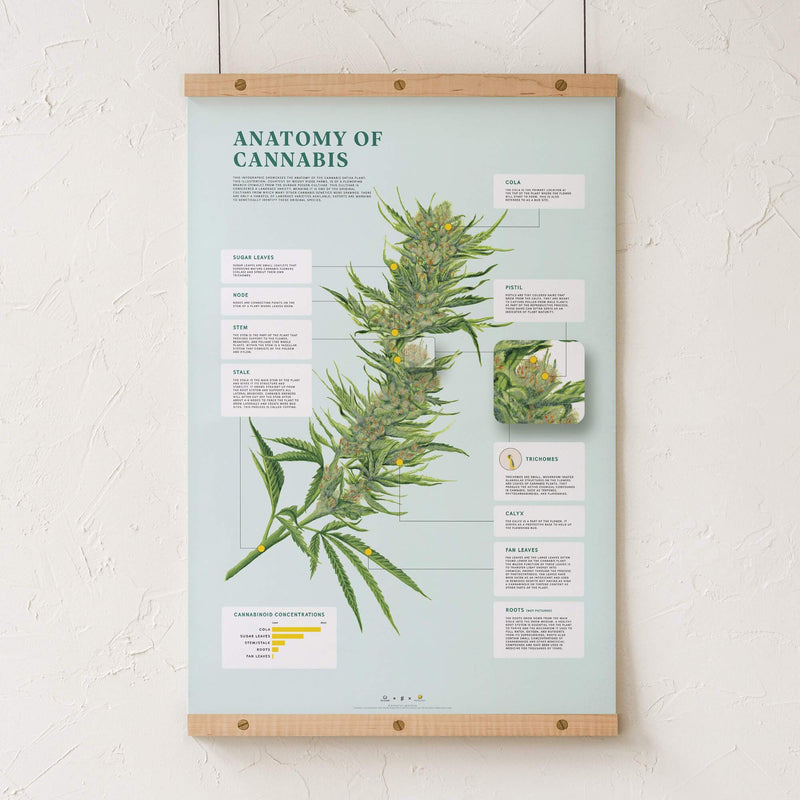 GoldLeaf Impresión de la Anatomía de Cannabis Best Sales Price - Art Prints