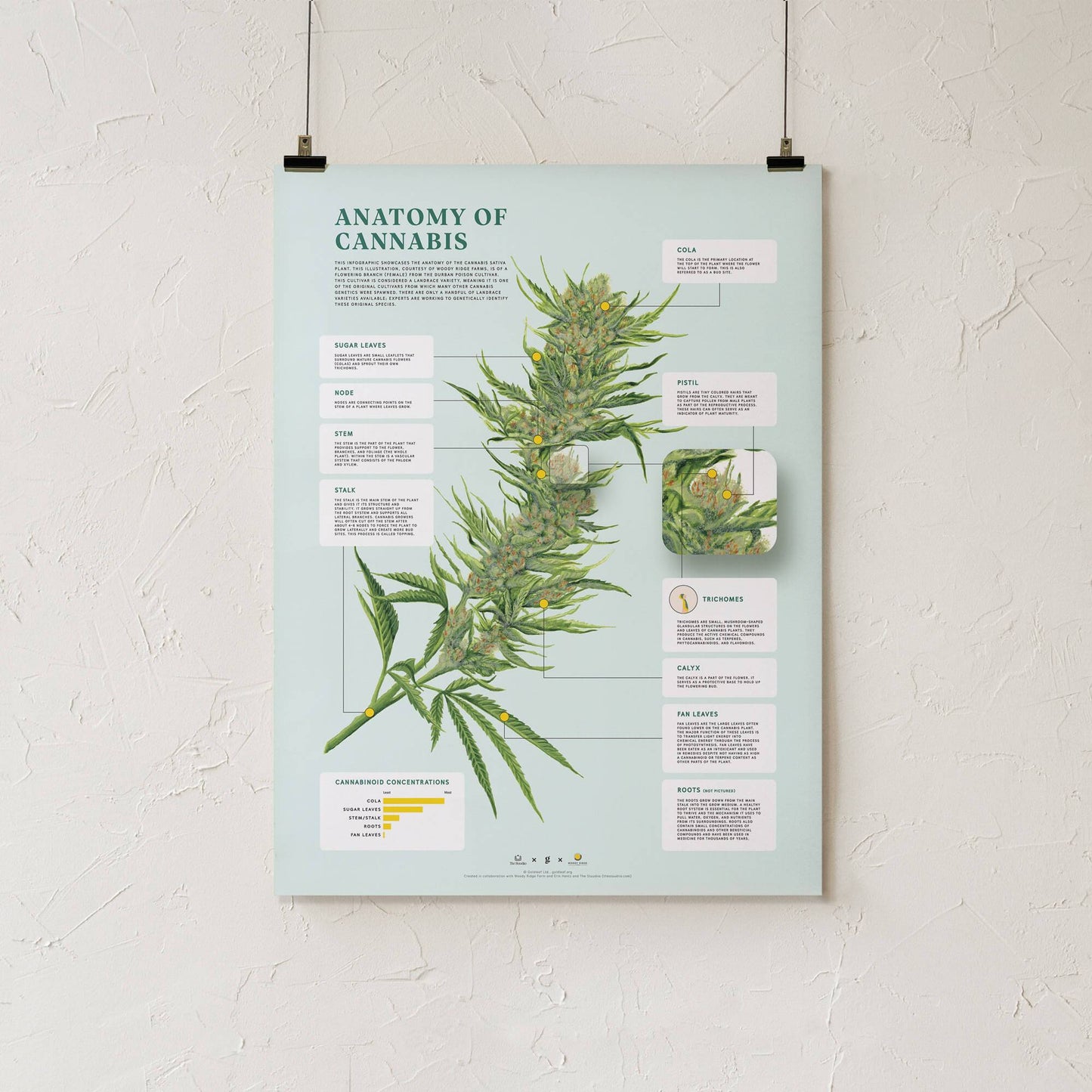 GoldLeaf Impresión de la Anatomía de Cannabis Best Sales Price - Art Prints