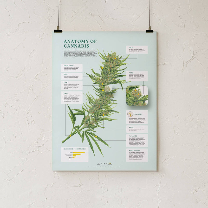 GoldLeaf Impresión de la Anatomía de Cannabis Best Sales Price - Art Prints