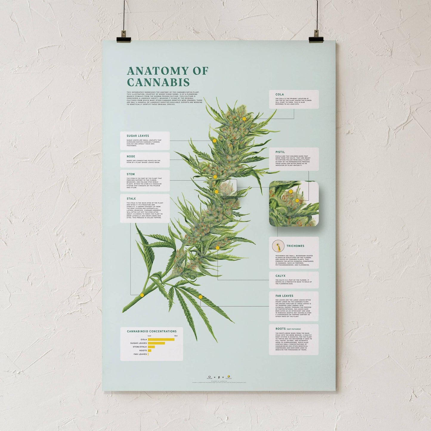 GoldLeaf Impresión de la Anatomía de Cannabis Best Sales Price - Art Prints