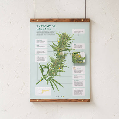 GoldLeaf Impresión de la Anatomía de Cannabis Best Sales Price - Art Prints