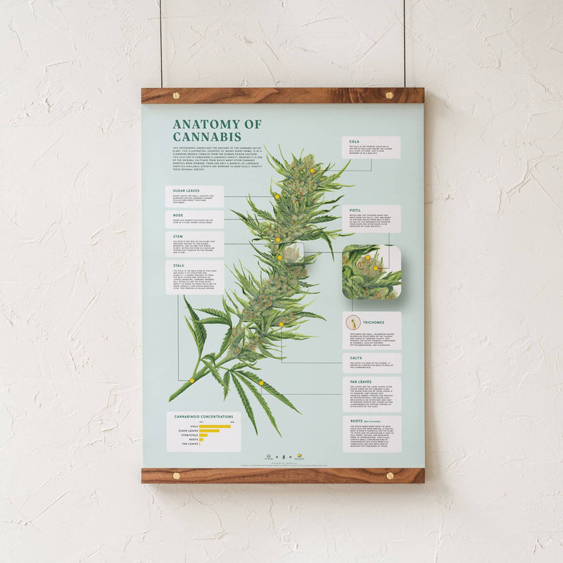 GoldLeaf Impresión de la Anatomía de Cannabis Best Sales Price - Art Prints