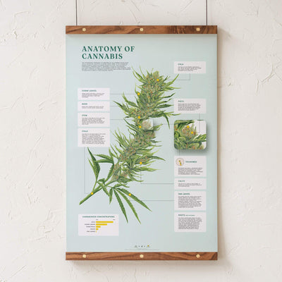 GoldLeaf Impresión de la Anatomía de Cannabis Best Sales Price - Art Prints