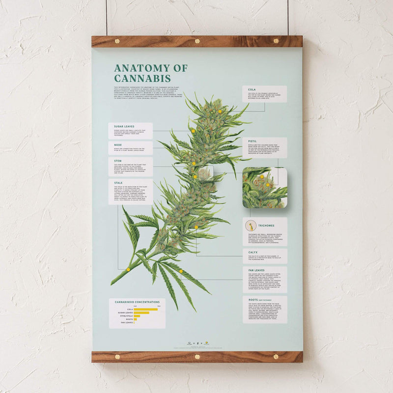 GoldLeaf Impresión de la Anatomía de Cannabis Best Sales Price - Art Prints