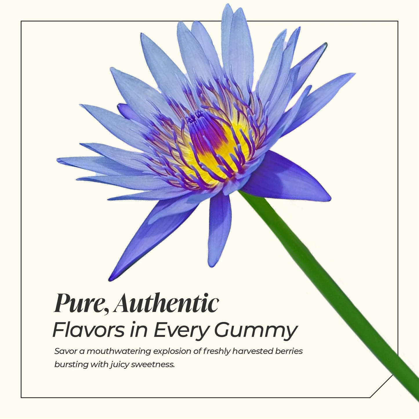 BudPop Blue Lotus+D9+CBG+CBN-Dream Gummies