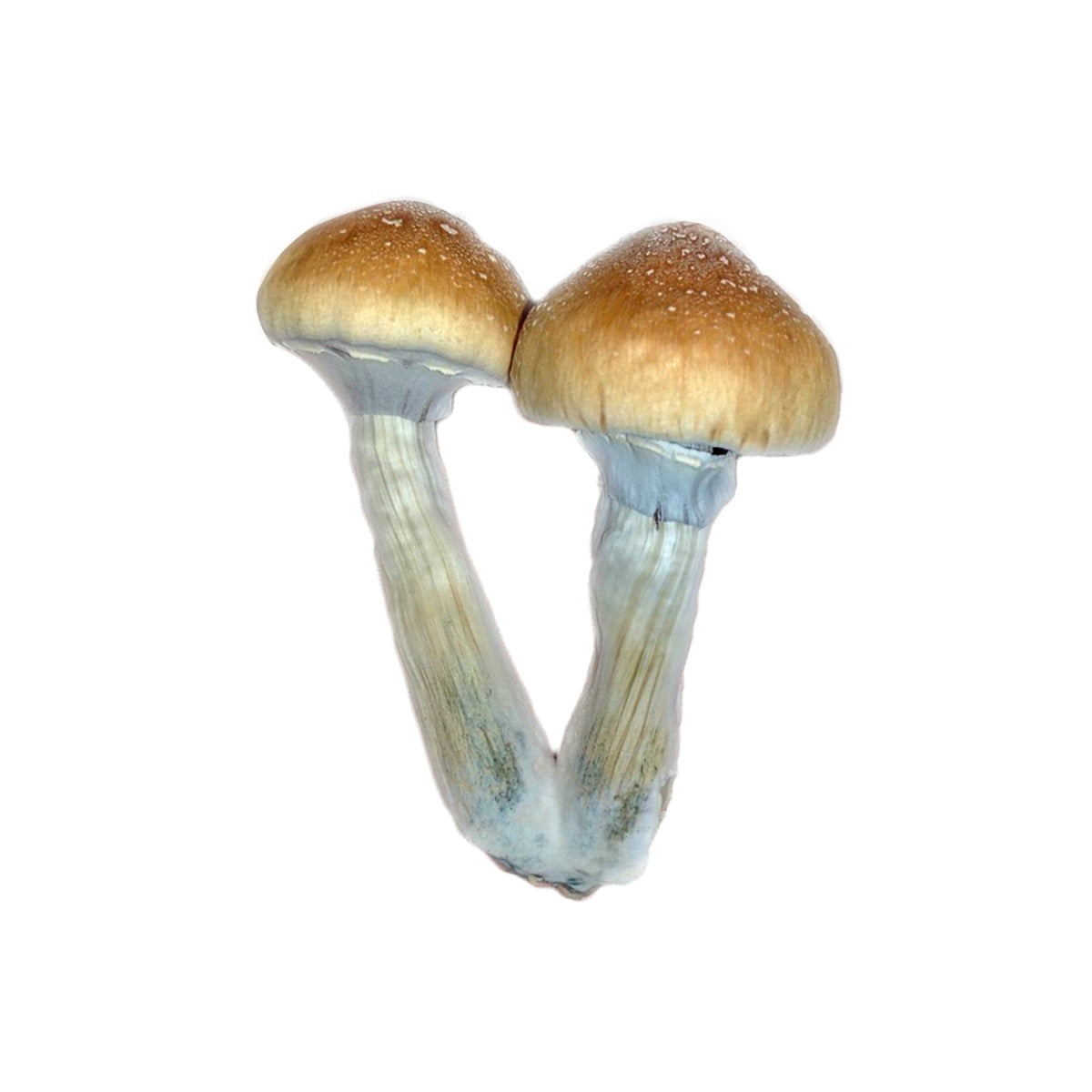 SporesMD Burma Mushroom Liquid Culture (10ml)