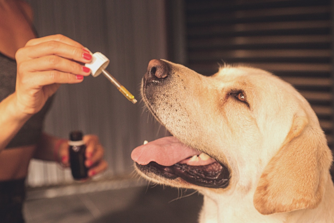 You & Your Pets Bundle Best Sales Price - Tincture Oil