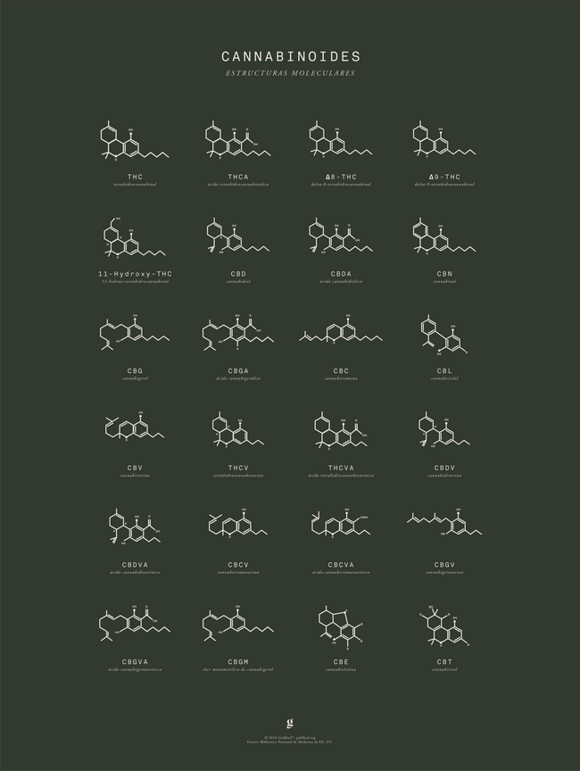 GoldLeaf Gráfico de Estructuras Moleculares de Cannabinoides Best Sales Price - Art Prints
