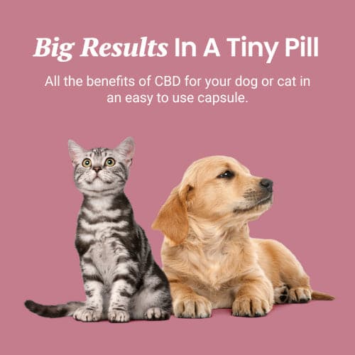 Holistapet CBD Capsules for Dogs and Cats