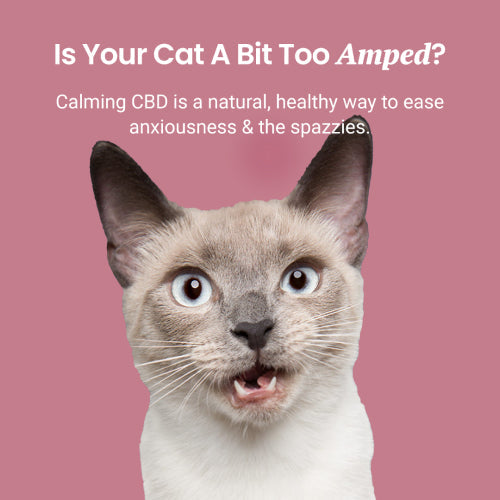 Holistapet Chicken Flavored CBD Oil for Cats