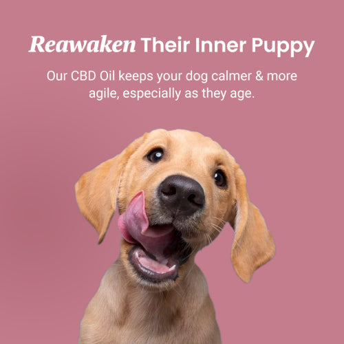 Holistapet Chicken Flavored CBD Oil For Dogs