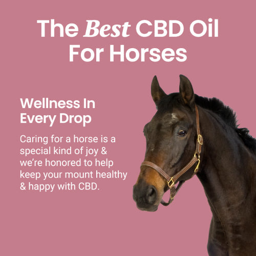 Holistapet CBD Oil for Horses