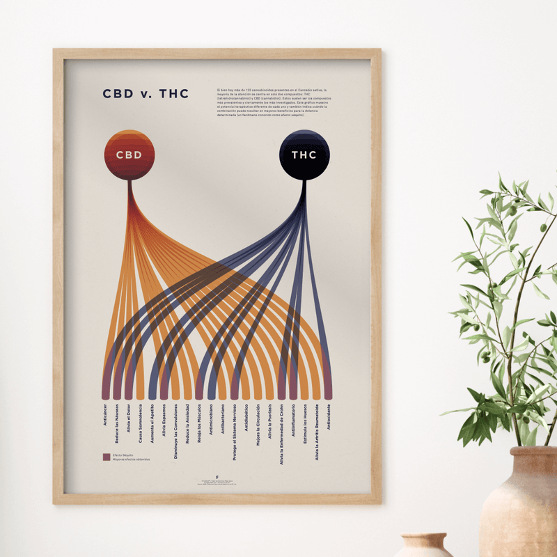 GoldLeaf Cuadro Comparativo de CBD vs. THC Best Sales Price - Art Prints
