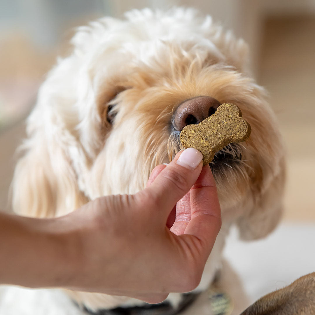 Holistapet CBD Dog Treats for Anxiety