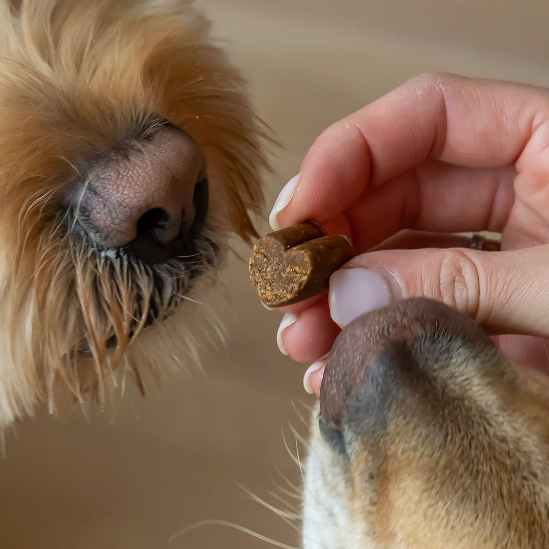 Holistapet CBD Calming Chews for Dogs