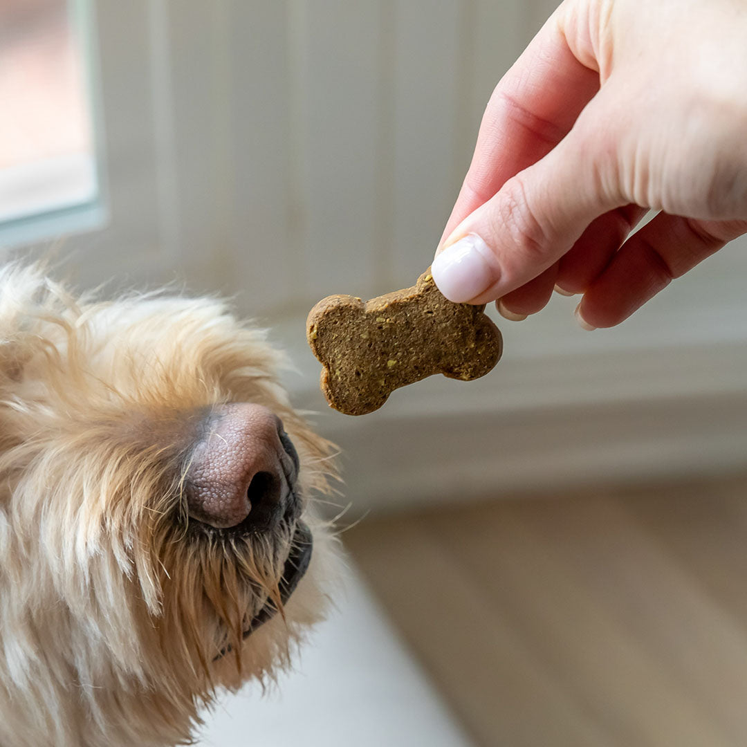 Holistapet CBD Dog Treats + Joint and Mobility Care