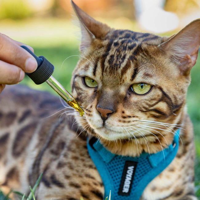 Holistapet CBD Oil for Cats