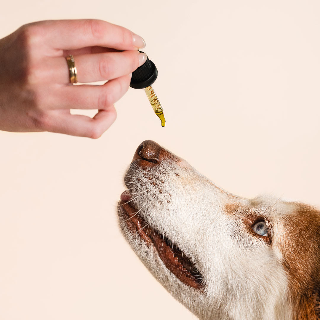 Holistapet CBD Oil for Dogs