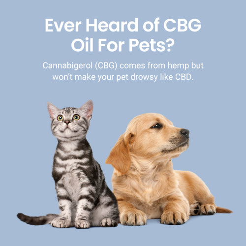 Holistapet CBG Oil for Dogs and Cats