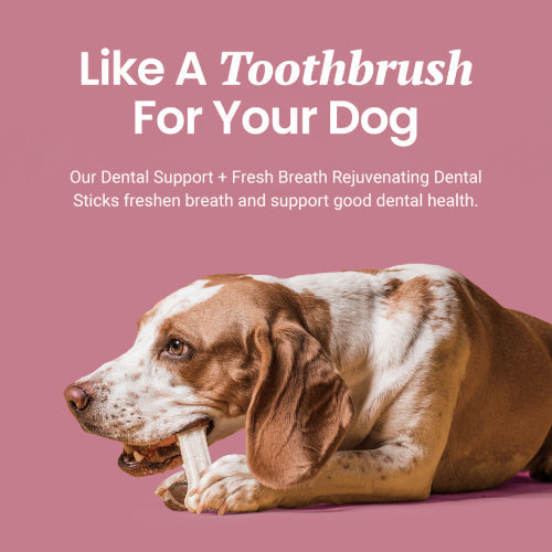 Holistapet Dental Support + Fresh Breath Dental Sticks for Dogs