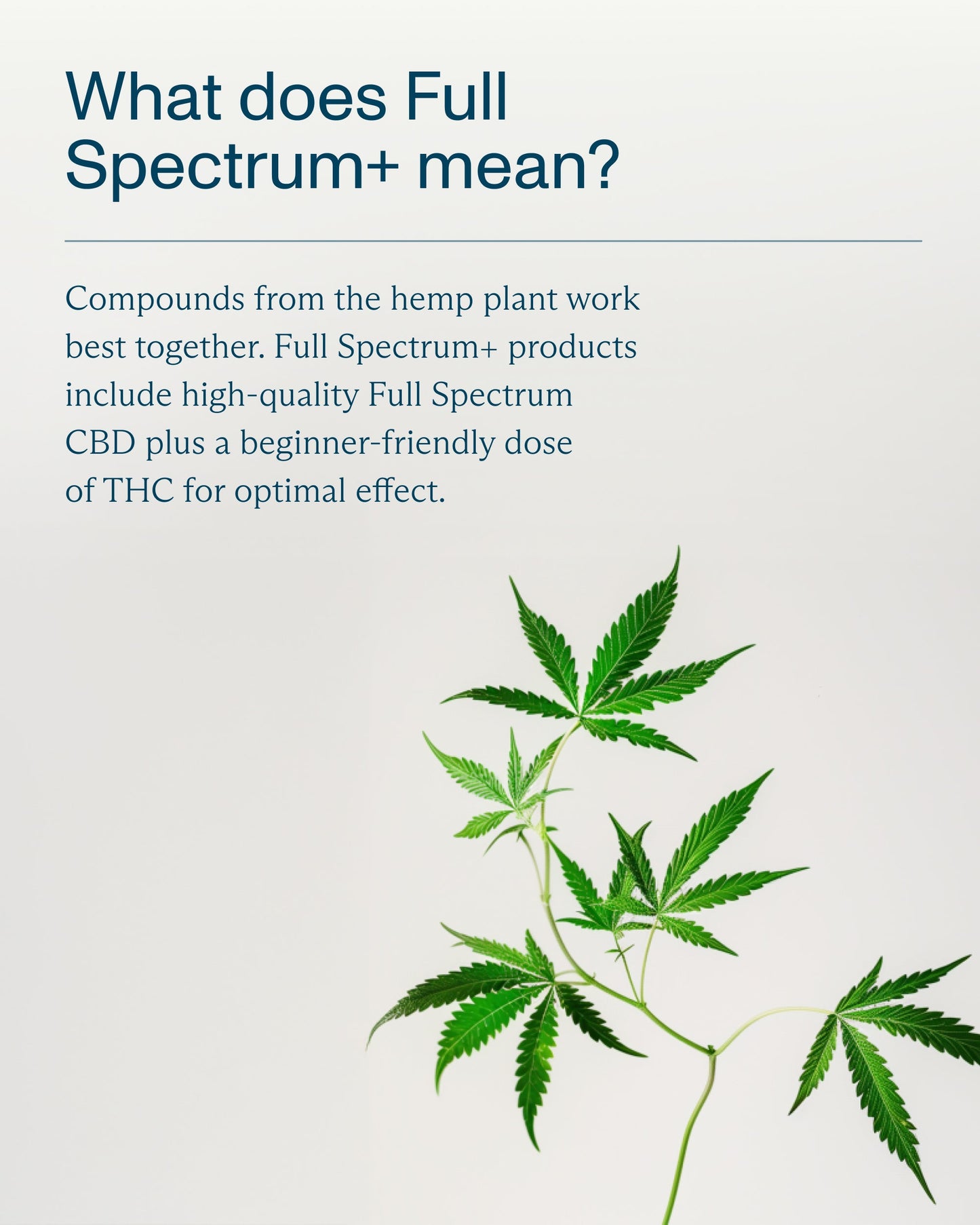 FOCL Feel Good Gummies 3-Pack