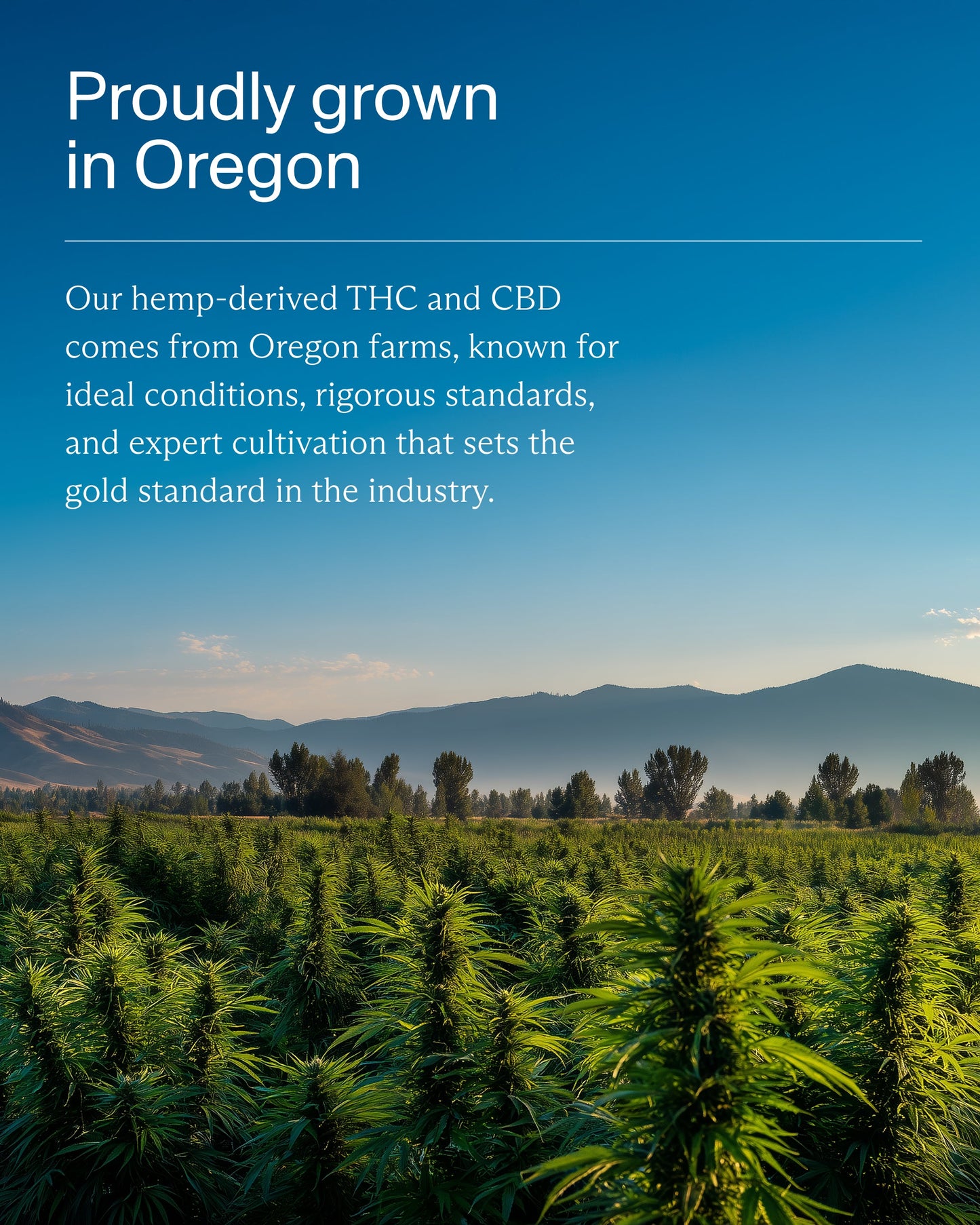 FOCL THC+ Sleep 2.5mg Melatonin-Free Gummies