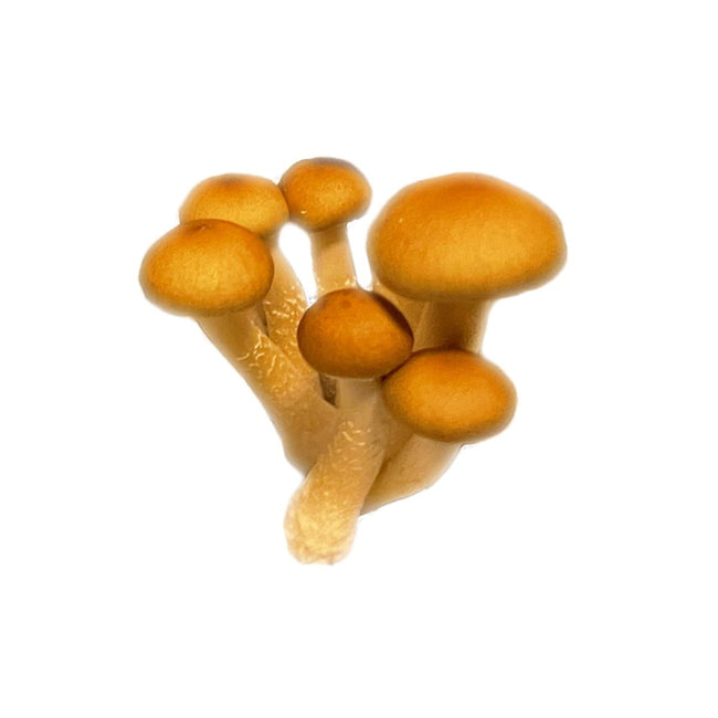 SporesMD Golden Halo Mushroom Liquid Culture (10ml)