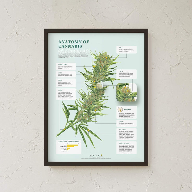 GoldLeaf Impresión de la Anatomía de Cannabis Best Sales Price - Art Prints