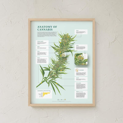 GoldLeaf Anatomy of Cannabis Print Best Sales Price - Art Prints