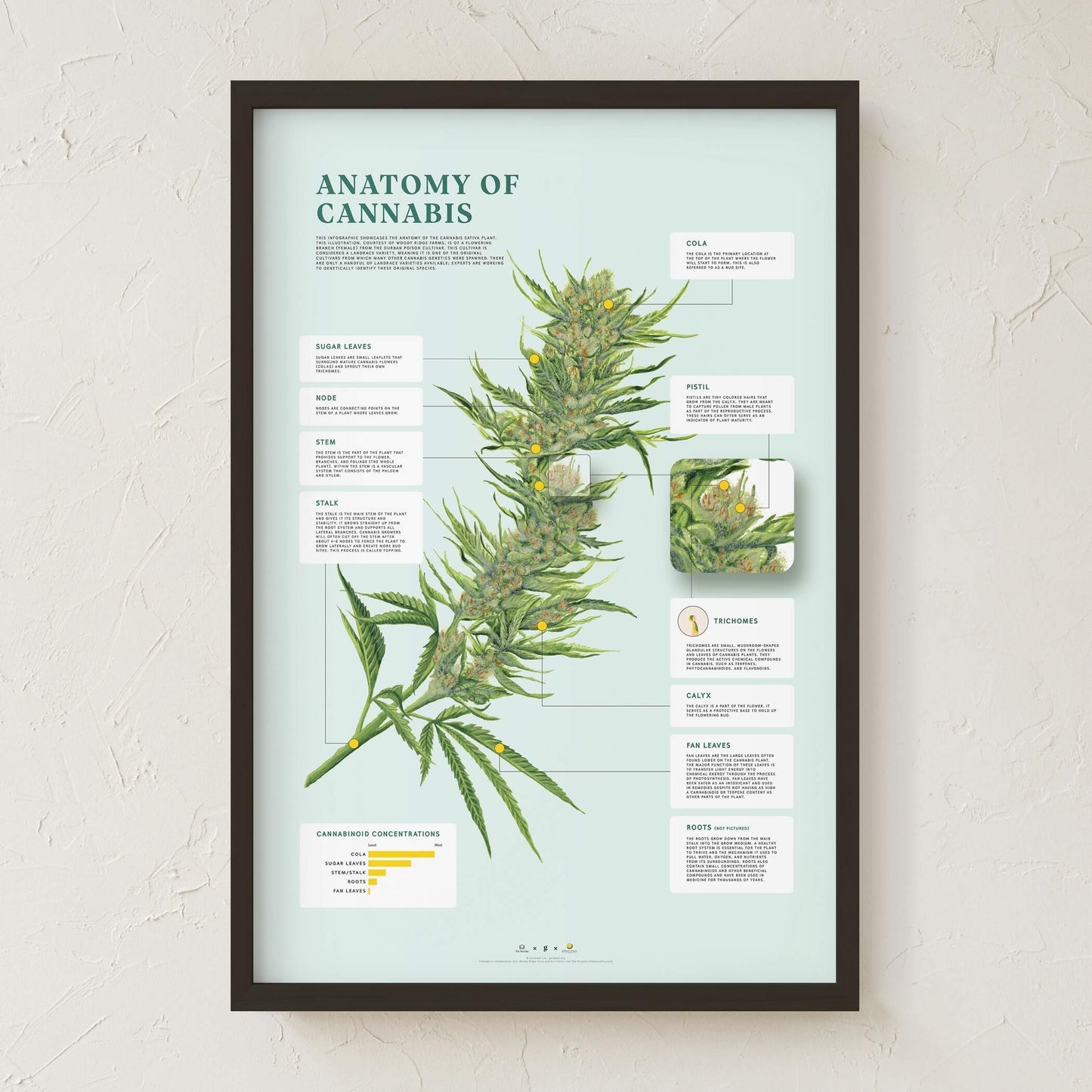 GoldLeaf Impresión de la Anatomía de Cannabis Best Sales Price - Art Prints