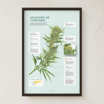 GoldLeaf Impresión de la Anatomía de Cannabis Best Sales Price - Art Prints