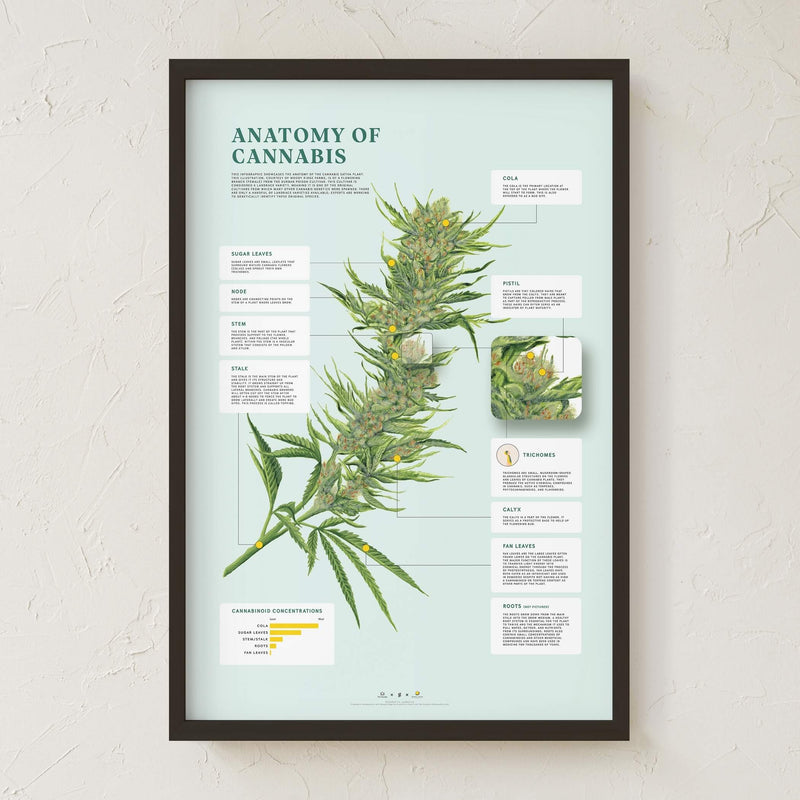 GoldLeaf Impresión de la Anatomía de Cannabis Best Sales Price - Art Prints