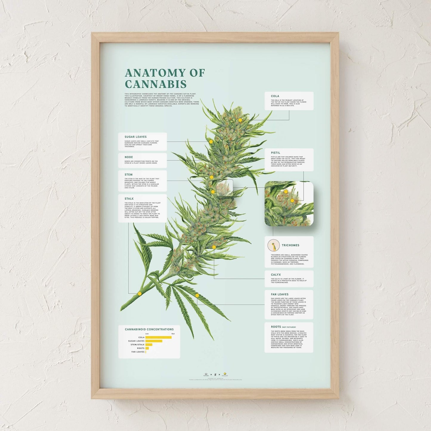 GoldLeaf Impresión de la Anatomía de Cannabis Best Sales Price - Art Prints